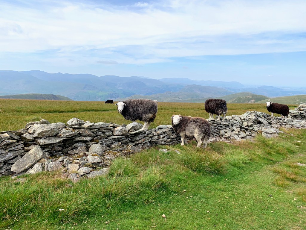 Superb views across the Lake the District from the top. Click here to open the route on Komoot or contact for the link on other walking apps.