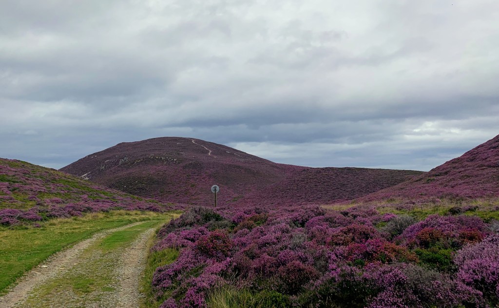 Heather covered hills and a pint around Penmaenmawr, North&nbsp;Wales