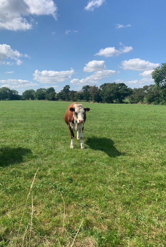 This is a gentle stroll of under 7 miles along the river Thames in picturesque Oxfordshire. With a Gastro pub at the end or start of the walk and a country pub in the middle (or the reverse way if you start the walk from a different village)