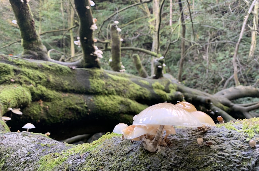 10 Miles in West Yorkshire
Hardcastle Crags is a stunning wooded valley near Hebdgen Bridge in West Yorkshire. It is part of the South Pennines. You will explore a wide variety of flora and fauna in its woodland. And there are a range of facilities, including an old cotton mill now turned into a cafe. There is an interesting willow sculpture of a horse that reminds us of the area's industrial past and use of similar horses to work the woodland and a couple of waterfalls.