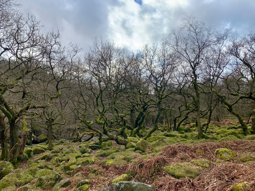 Padley Gorge is a beautiful and atmospheric wooded valley in the Peak District National Park, near Grindleford in Derbyshire. It's known for its ancient oak and birch trees, moss-covered rocks, and gently flowing streams that create a magical, almost enchanted feel.
This walk will take you on a 8 miles circular route combining the magical woodland of Padley Gorge with the open moors of Longshaw.